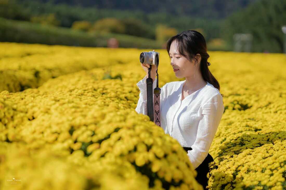 Cách tạo dáng chụp ảnh với hoa cúc vàng